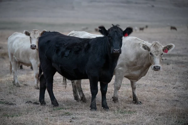 Vacas Que Comem Grama Austrália — Fotografia de Stock