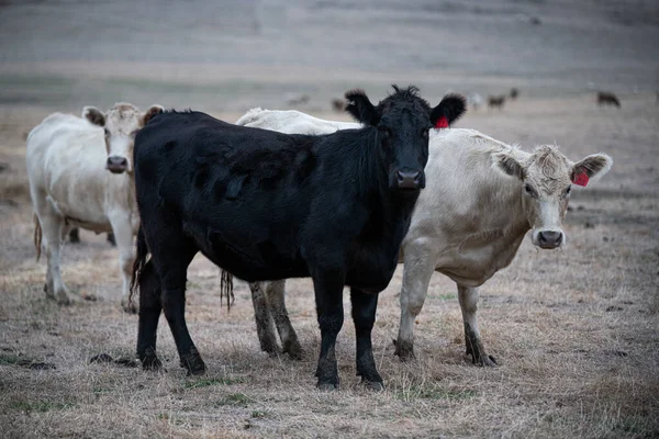 Vacas Que Comem Grama Austrália — Fotografia de Stock