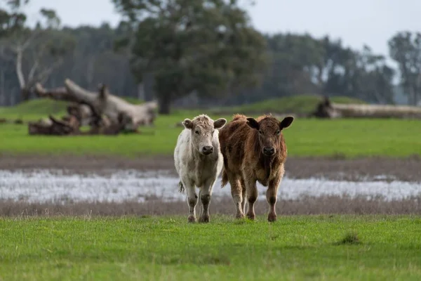 Корови Їдять Траву Австралії — стокове фото