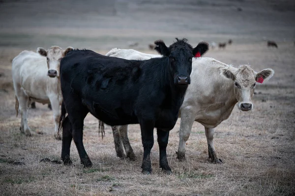 Αγελάδες Που Τρώνε Γρασίδι Στην Αυστραλία — Φωτογραφία Αρχείου