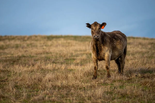 澳大利亚的草场放牛 — 图库照片