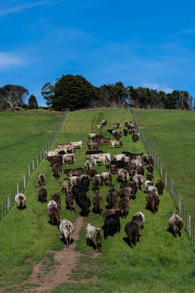 Pecuária Pastando Grama Austrália — Fotografia de Stock