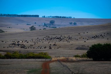 Avustralya 'da otlayan sığırlar. 