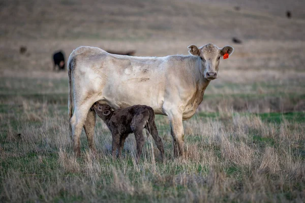 Cattle Grazing Grass Australia — Stock Photo, Image