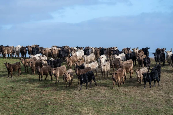 Pecuária Pastando Grama Austrália — Fotografia de Stock