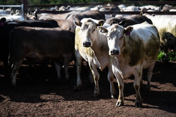 Avustralya 'da otlayan sığırlar. 