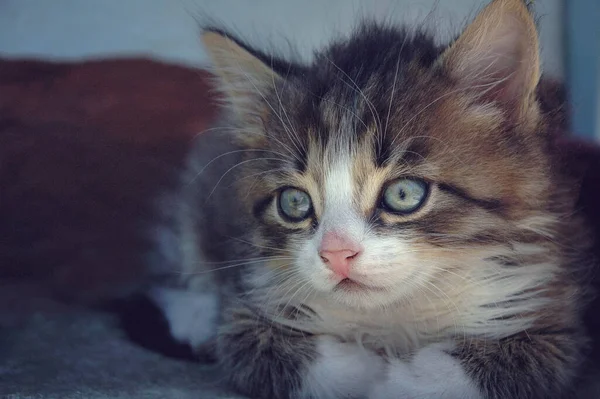 Şirin Çizgili Kedi Yavrusu Sokakta Evcil Hayvan Kedi Oyunları Güzel — Stok fotoğraf