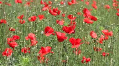 SİSTERON, FRANSA - 18 Haziran 2015 Haşhaş dolu bir tarla.