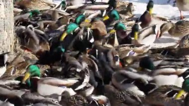 TITISEE, GERMANY - 18 HAZİRAN 2015: Karlı kış aylarında bir grup aç ördek yemek için mücadele ediyor.