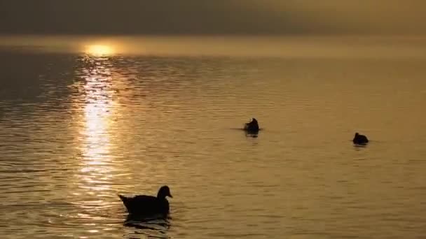 Klagenfurt Autriche 1Er Janvier 2013 Canards Nageant Coucher Soleil Dans — Video