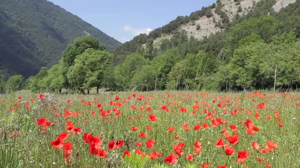 Sisteron France June 2015 Field Full Poppies — Stock Video