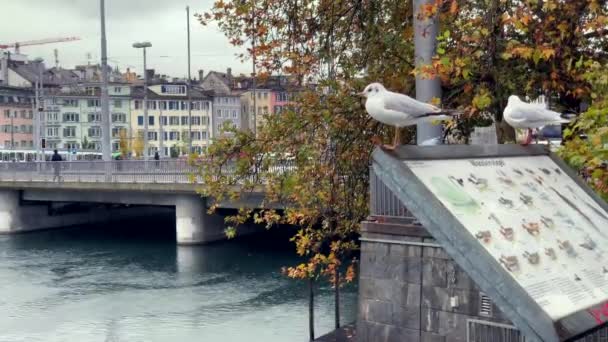 Zurich Switzerland Kasım 2019 Yağmurlu Bir Günde Tahtada Oturmuş Kuşların — Stok video