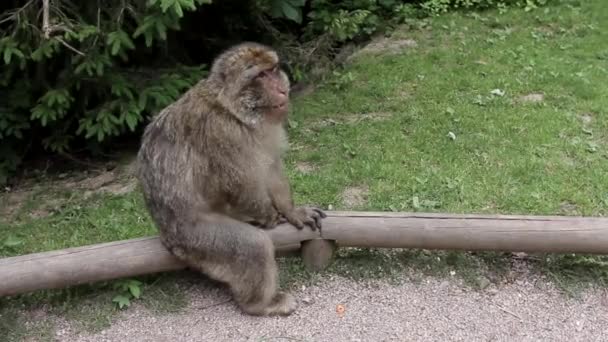 フランス キンツハイム 2015年5月31日 フランスのキンツハイム動物公園のバーバリアンマカク猿 — ストック動画