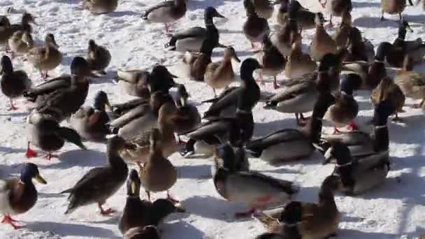 Titisee Germany January 2015 Group Ducks Snow — 图库视频影像