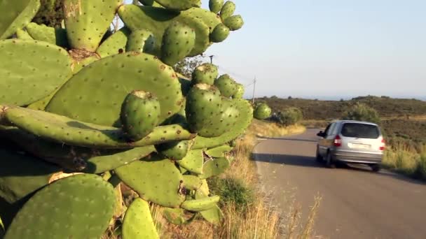 Figueres España Julio 2014 Planta Cactus Lado Carretera Tráfico España — Vídeos de Stock