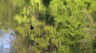 SANKT GALLEN, SWitzERLAND - 7 Mayıs 2020: Drei Weieren, 5 havuzlu yerel bir dinlenme alanı. Gölette yüzen yeşil ağaçları yansıtan bir ördek..