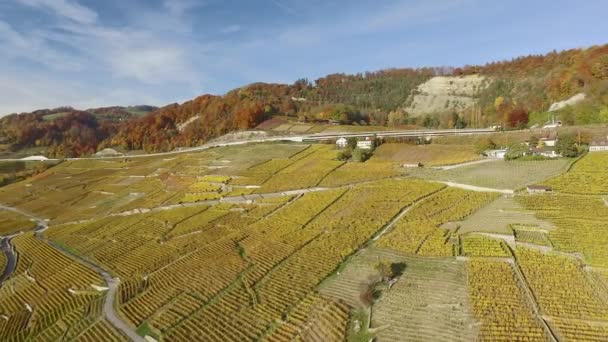 Lavaux Switzerland October 2015 Lavaux Famous Wine Growing Region Canton — Stock Video