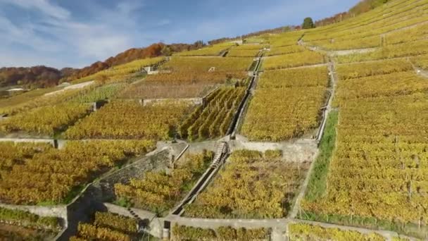 Lavaux Schweiz Oktober 2015 Lavaux Berömd Vinodlingsområde Kantonen Vaud Schweiz — Stockvideo