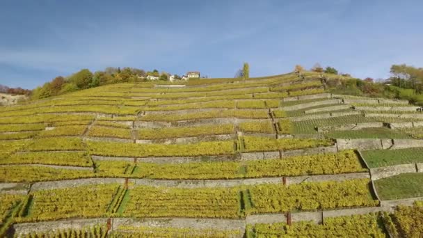 ラヴォー スイス 2015年10月30日 ラヴォーは ジュネーヴ湖の北東部に位置するスイスのヴォー州で有名なワイン生産地域で ローザンヌとヴェーイの間に広がっています — ストック動画