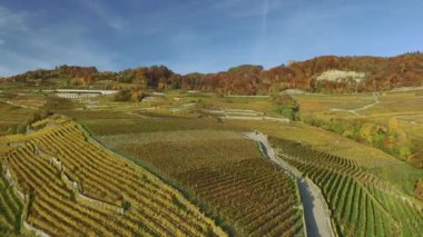 Lavaux, İsviçre - 30 Ekim 2015: Lavaux, İsviçre 'nin Vaud kantonunda Lozan ve Vevey arasında yer alan ünlü bir şarap yetiştirme bölgesidir.