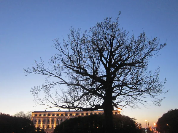 Petersburg Şehri. Parkta ağaç var.