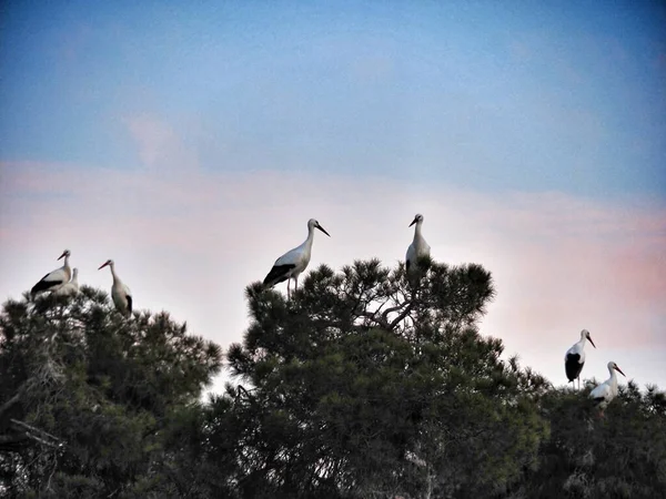 Çeviri: nazo82 Shagrathian İyi seyirler.