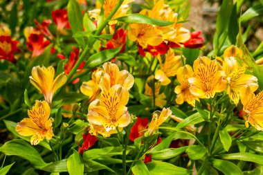 Yeşil arkaplanda kırmızı ve sarı çiçekler