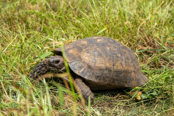 Galician turtle walking on the grass — Stock Image Galician Turtle Walking Grass Royalty Free Stock Images