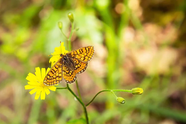 Pillangó Egy Sárga Virágon Erdőben — Stock Fotó