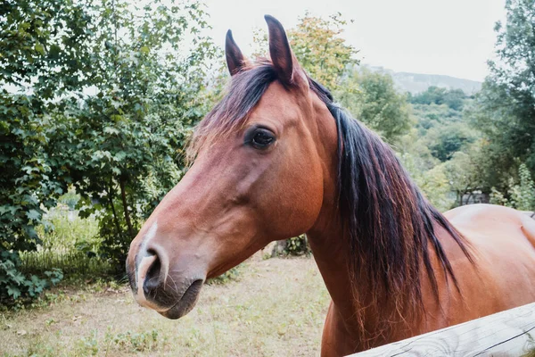 牧草地に馬をじっと見つめ — ストック写真