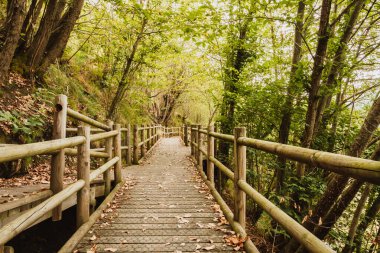 Ormanın ortasında ağaçlarla çevrili ahşap bir yol.