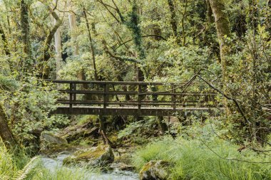 Ağaçların ortasındaki köprü.