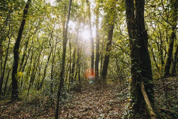 Luz Brilha Através Das Árvores Uma Floresta — Fotografia de Stock