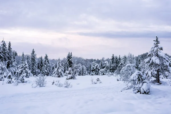 Snöig skog med granar Royaltyfria Stockbilder