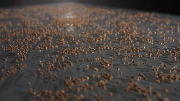 El trigo sarraceno cae sobre una mesa de vidrio. Vista lateral en cámara lenta. — Vídeo de stock