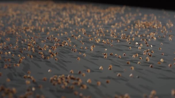 Il grano saraceno cade su un tavolo di vetro. Vista laterale al rallentatore. — Video Stock