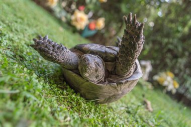 baş aşağı turtle