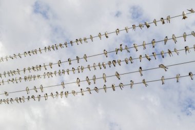 Kuşlar telefon kablosu üzerinde asmak