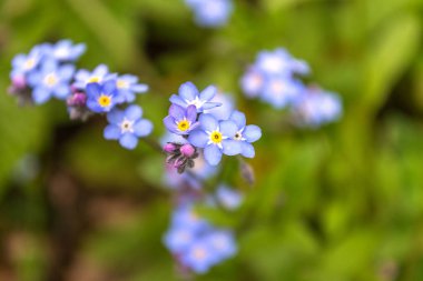 Mavi closeup çiçek beni unutma