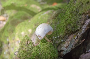 Eski moss ağaçta yaşayan mantar. 