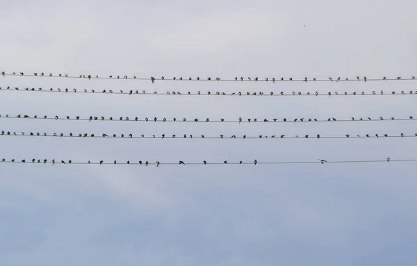 Ptáci na drátě — Stock fotografie