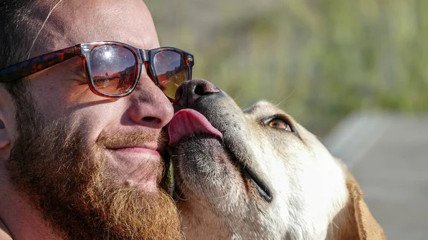 Labrador Retriever Licks Its Owner Face — Stock Photo, Image