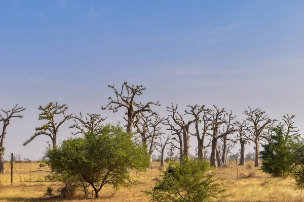 Senegal África Paisaje Relajante Atardecer Típico Baobab Africano — Foto de Stock