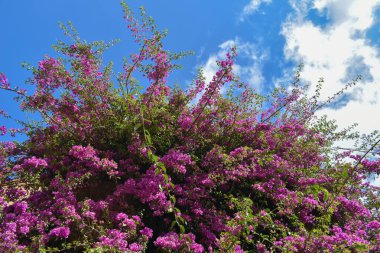 Mavi gökyüzüne ve aşağıdan menekşe çiçekleriyle görülen dev begonvillere bakıyorum.