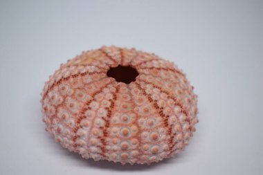 Açık pembe deniz kestanesi kabuğu, ev dekorasyonu, deniz eşyaları.,