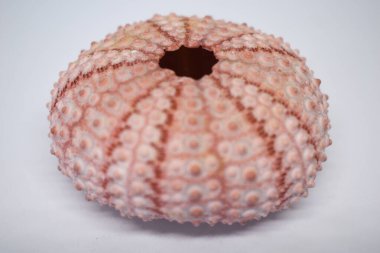 Açık pembe deniz kestanesi kabuğu, ev dekorasyonu, deniz eşyaları.,