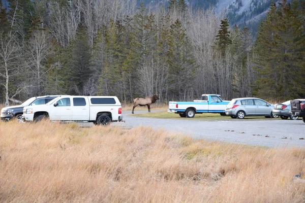 Banff, Jasper ve Lake Louise Kanada 'daki ulusal parklar.