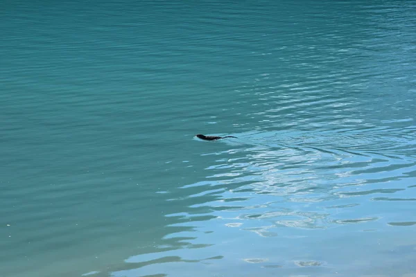 Banff, Jasper ve Lake Louise Kanada 'daki ulusal parklar.