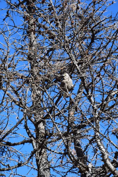 Banff, Jasper ve Lake Louise Kanada 'daki ulusal parklar.