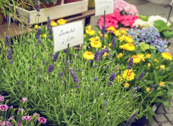 Лавандовые цветы на клумбе в магазине — стоковое фото